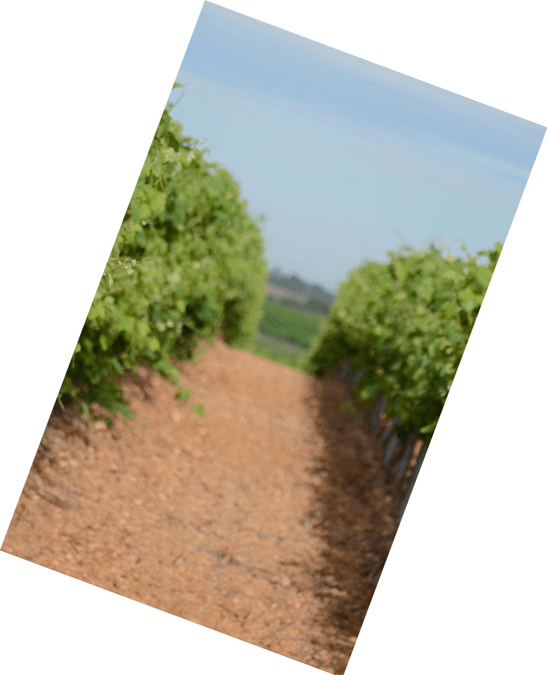 Vinification